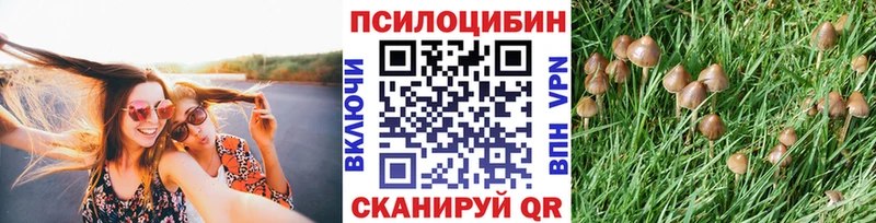 Псилоцибиновые грибы Psilocybe Сусуман
