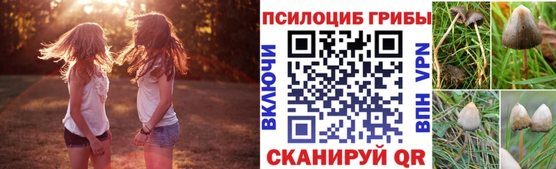 Галлюциногенные грибы Psilocybine cubensis  Сусуман 